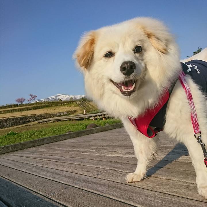 Aa1c7432 911d 4b3e 8500 cfcf85978800