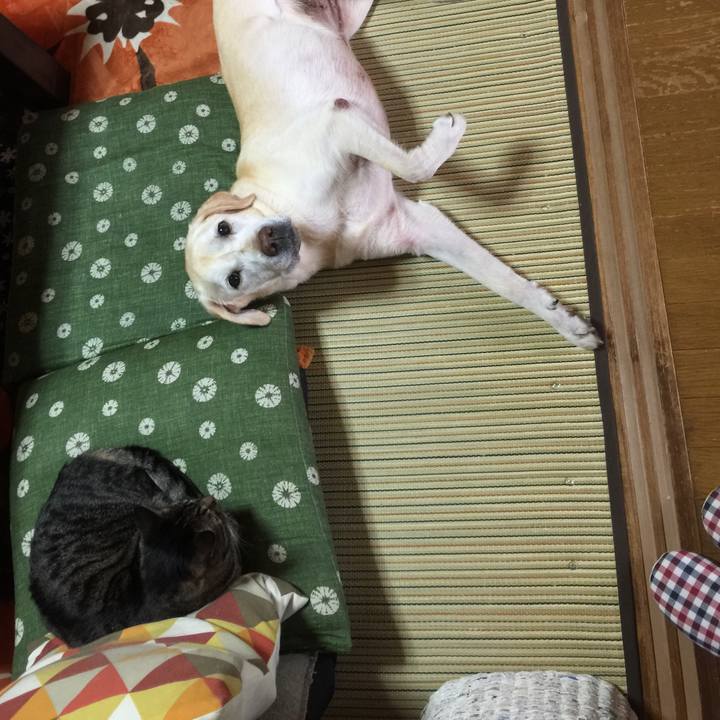 Aa35e1aa 5a48 4f24 9e52 c82a19df85e0