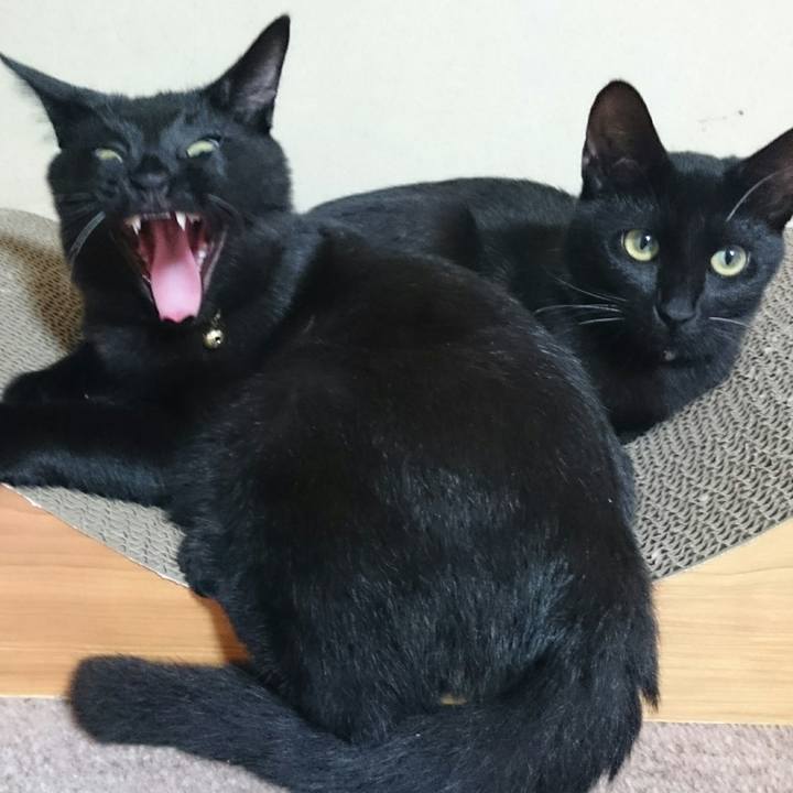 Aa4273b0 ba85 4d6a 9953 c987f146c548