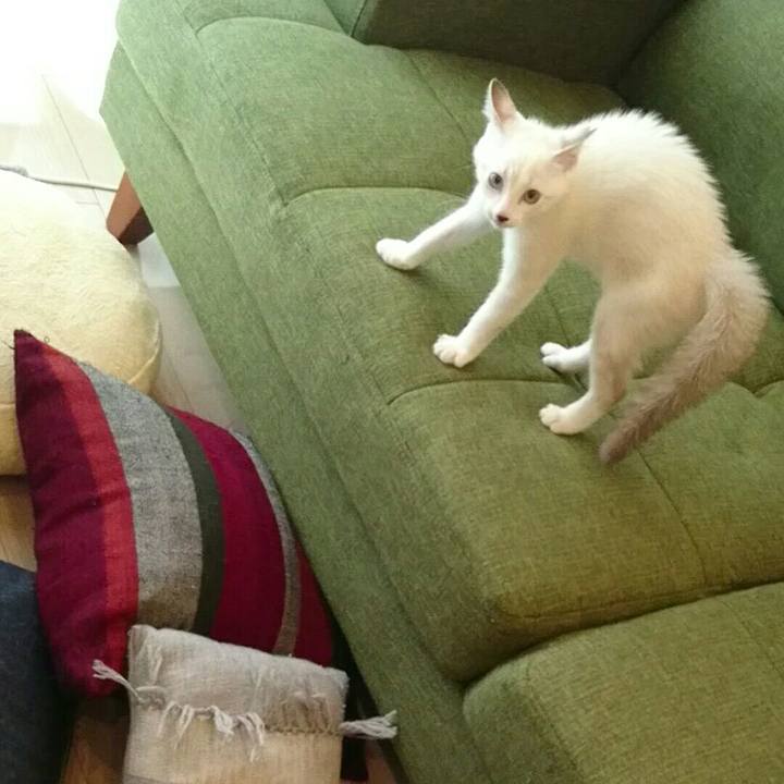 Aa4adaaa 3382 4d00 9dcd ef6aec6ceef9