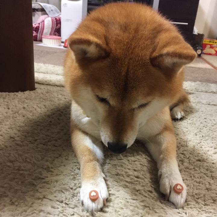 Aa5715f5 c17c 4f0a a516 22d2e3101629