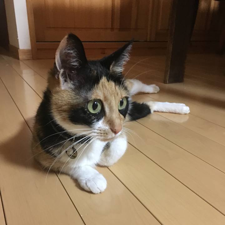 Aa69a17a d482 4b77 8816 9e037f7c6635