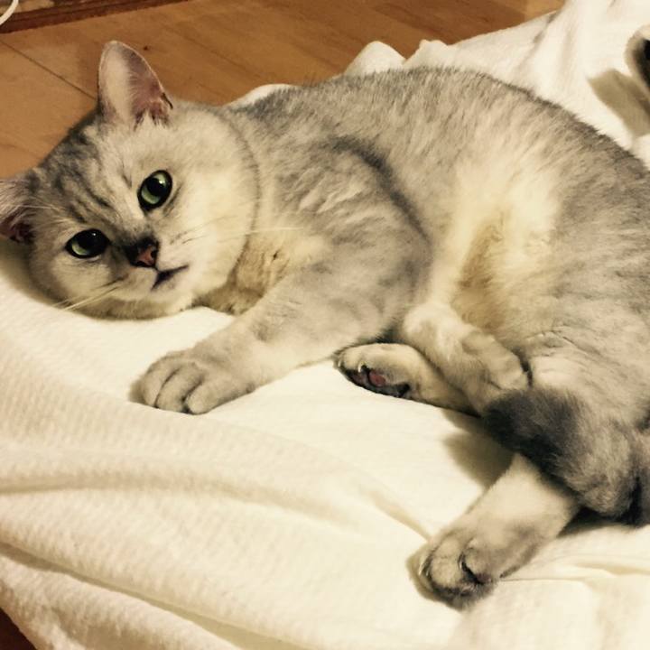 Aa829dab cd38 4428 8731 b740d23ad3de