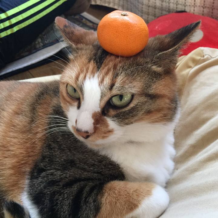 Aa88ebb6 f159 4e17 adf6 ec773880cf35