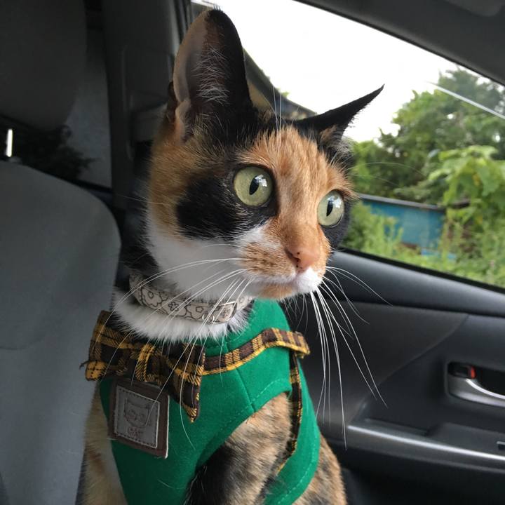 Aa9db56a 6ba5 4b27 9468 df1ed5fe4d59