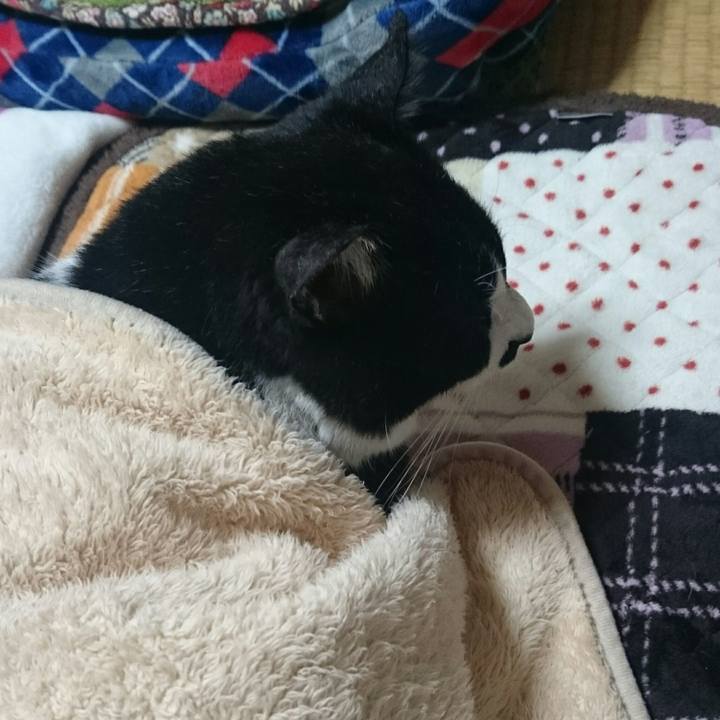 Aaa56ff6 6697 4c48 82b4 f32a426076ed