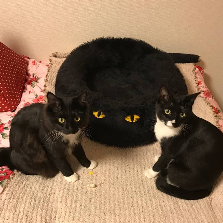 Aacd899f d0b7 417e bbb0 d166639e327e