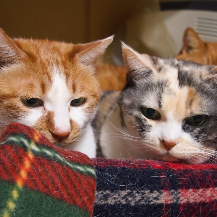 Aad36b6f 8909 44e8 9376 6d9d7ff83020