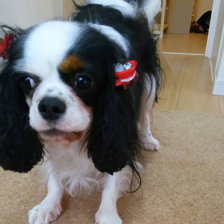 Aadefc90 00e0 4453 8925 6d6891fba573