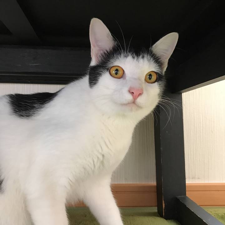 Aae8e9b3 405e 4a6a 9ff9 c43403b01a84