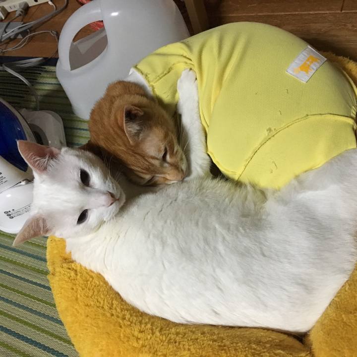 Aaec605b 4b1b 40f2 b2dd d10bd694c847