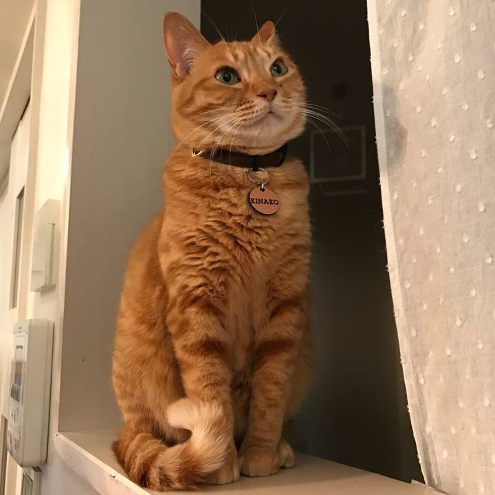 Aaf0d485 32a6 4126 9ae6 50e037a58108