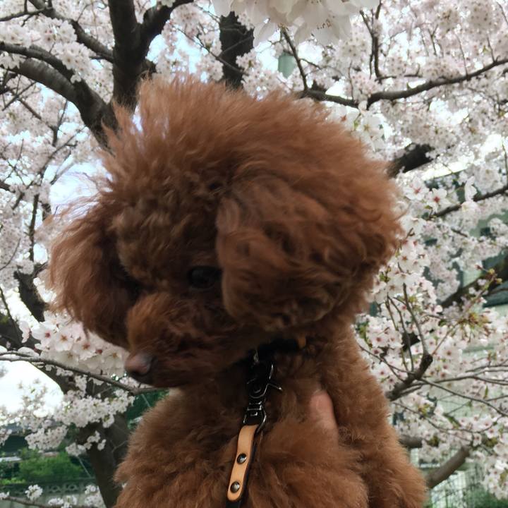 Aaf104c5 f49c 41c9 9d2c 49b9a1460454