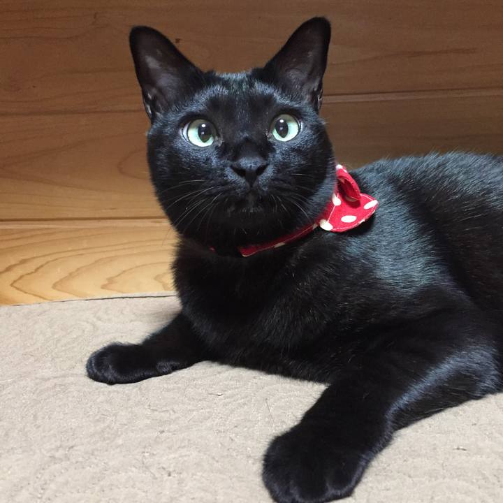 Aaf81a72 dca4 478a aac4 a6f92db6240e