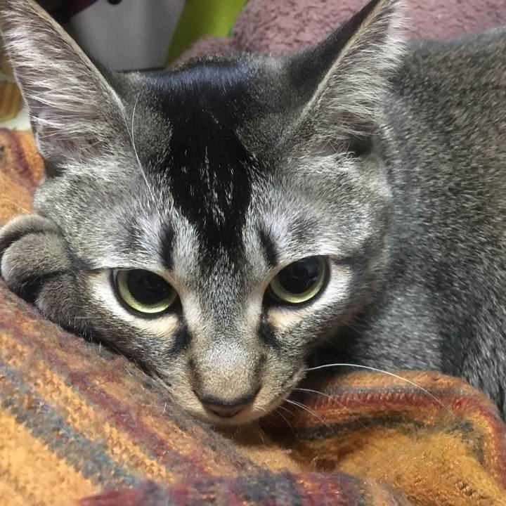 Aaf8c30c 4ad7 4726 a67a 3226bff890c2