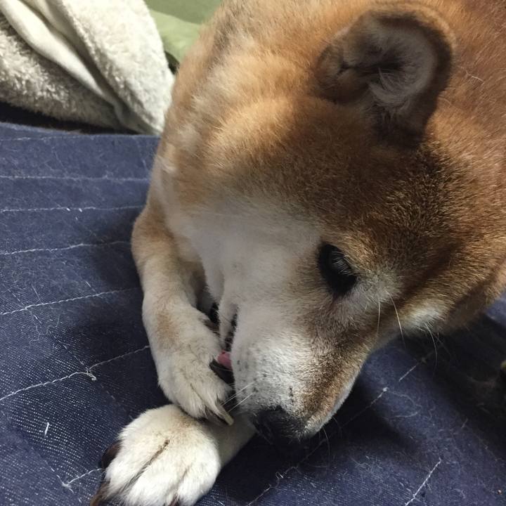 Aafbacd3 17fd 4be0 b483 195b2a7d8974