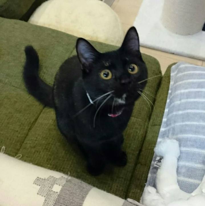 Aafc0516 0d67 4d32 99c0 af2535e917b7