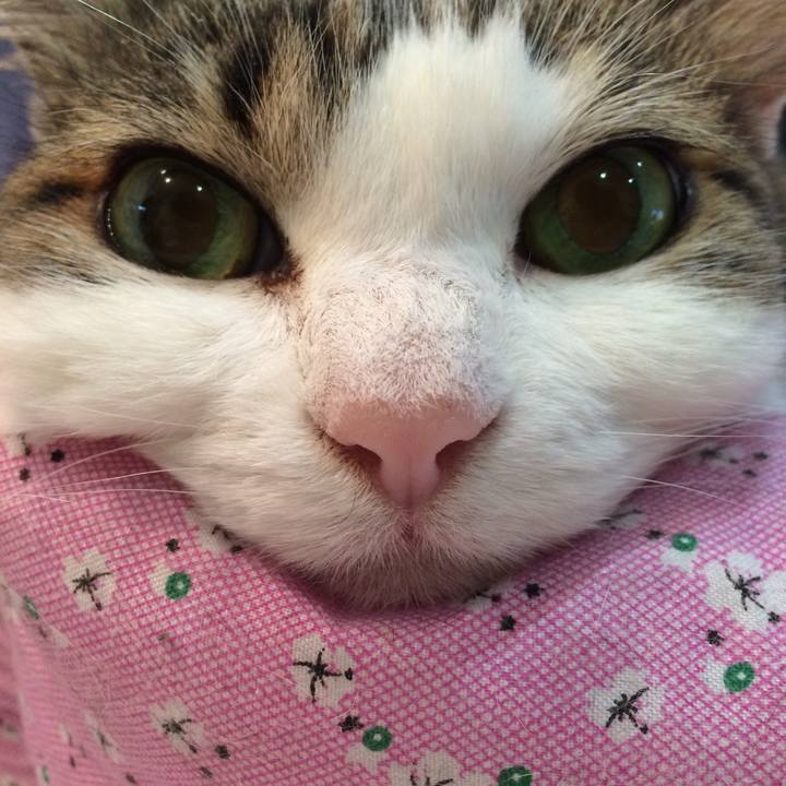 Aafc4c7b 0efc 4758 9b41 d30b0c001aaf