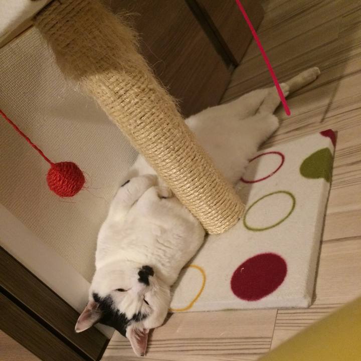 Aafe22da e58d 4b37 ae47 2b169b4a3c60