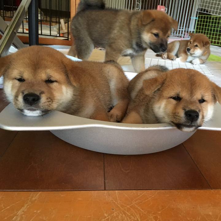 Ab00352a e9e4 4c9c 8231 7887746a515e