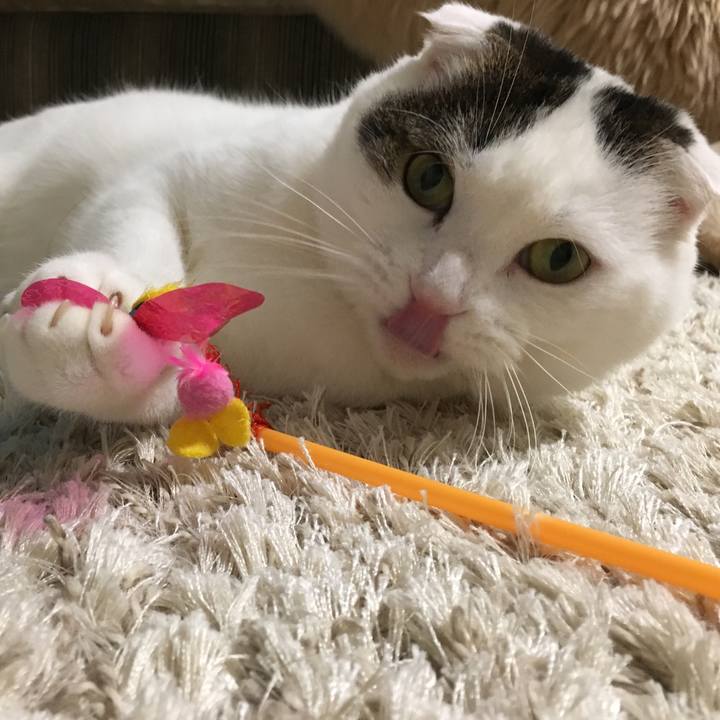 Ab1b4d3e c268 4894 b0e7 a45cf0cf67cf