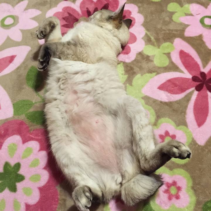 Ab46ce86 ed4f 4c33 a14f 73f975262ba3