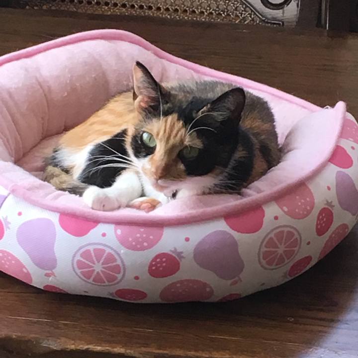 Ab4bb5d8 cfc8 43d1 a917 0007e78f8aad