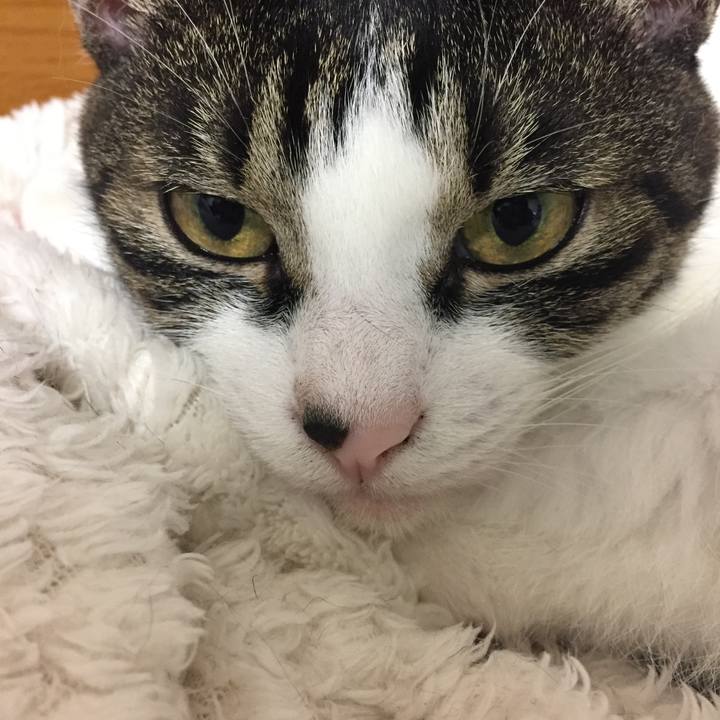 Ab6bc2a4 1196 4e5e ad56 c625906054fb