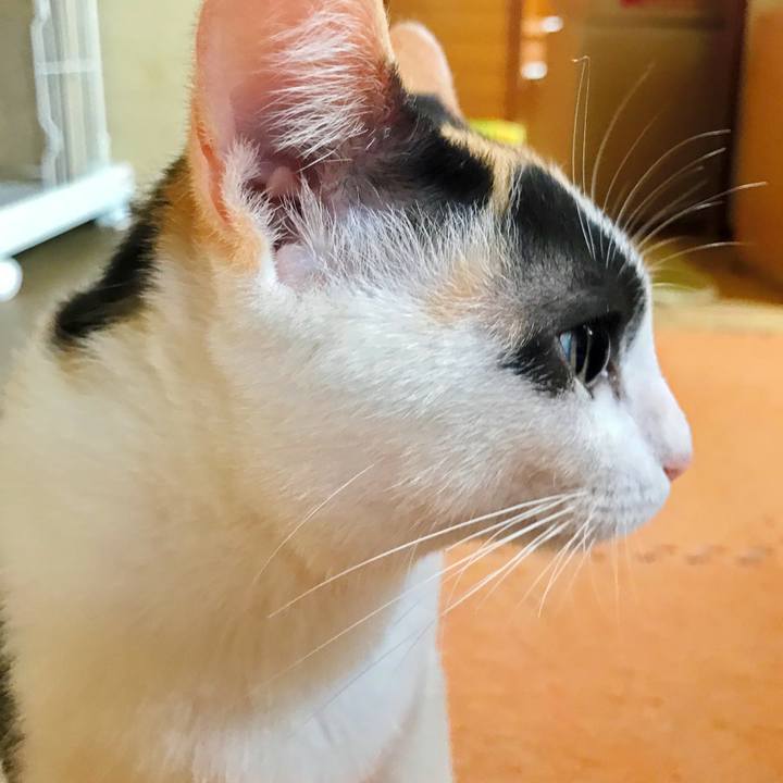 Ab78cd6b ae56 4a09 8885 1446e4014bae