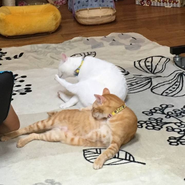 Ab86b8e9 ac26 43df 999c ed3735c2a200