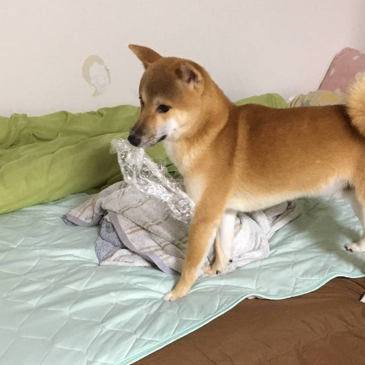 Ab92f6fe 7b3a 4e8f b04d 310ac0c2600b