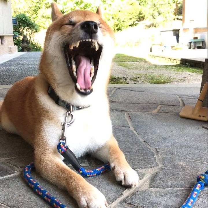 Abbb28f9 98d7 4fc1 8d51 db516a302034