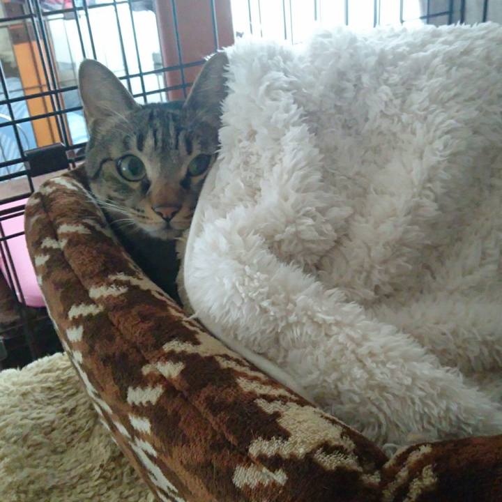 Abc8ed8b dfb2 4778 9e89 e2c77a6ed68e