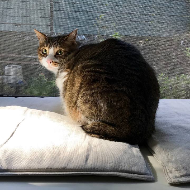 Abca3204 4102 4960 8394 250887a13885