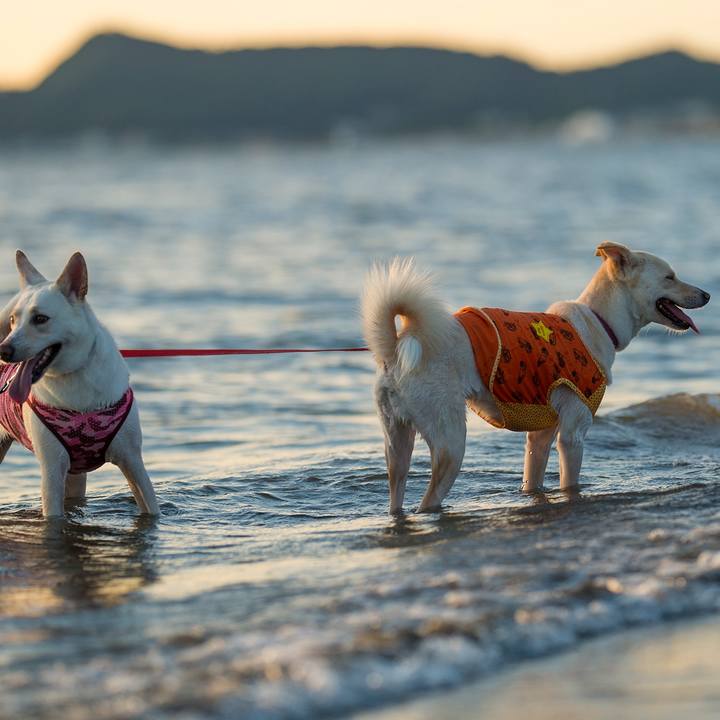 Abd0efc8 1efd 40f3 9ad8 46c60d215f0a