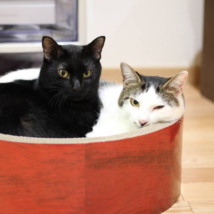 Abd3e5c5 62ff 410d a108 ff031d592ad0