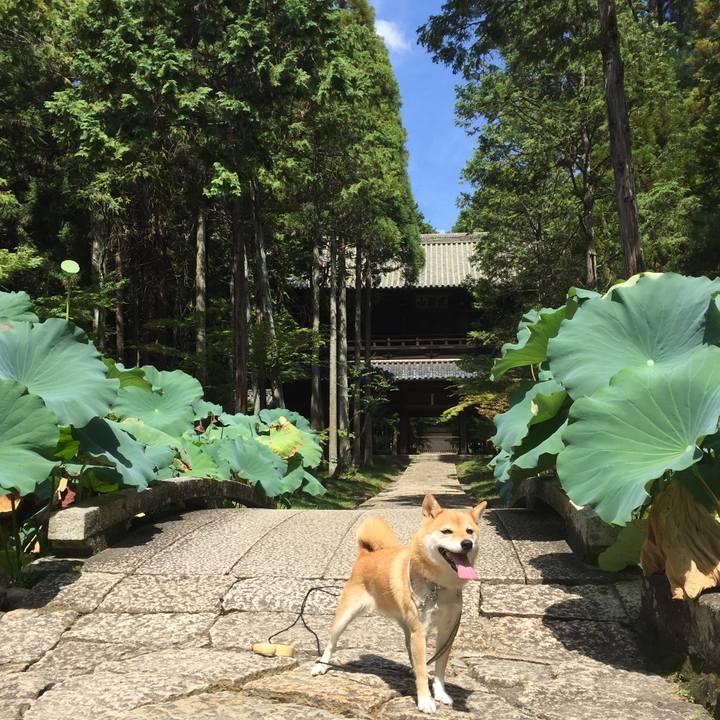 Abe3b743 07c4 47e4 bd71 1918fd55ea9c