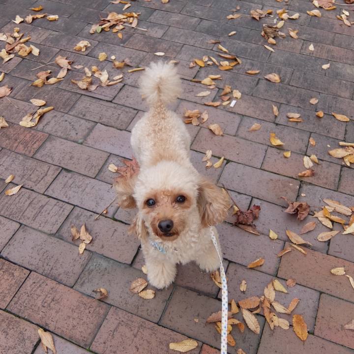 Abe4a422 71ae 40b8 9006 373496dc6f45