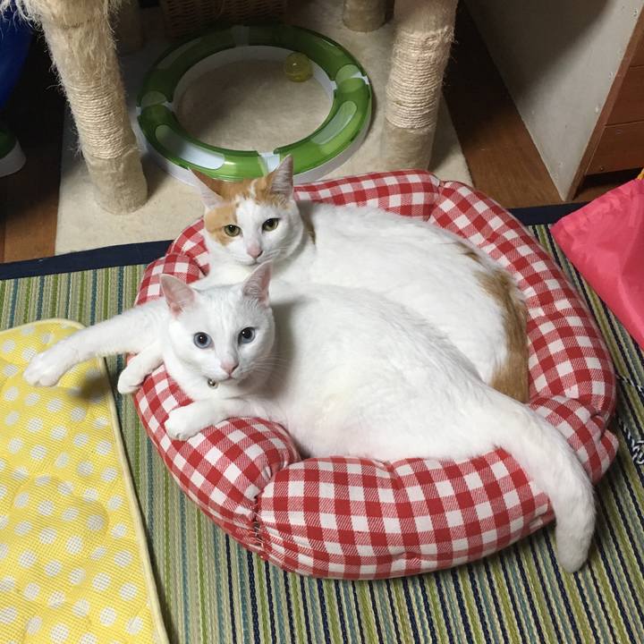 Abe9bd8e 3c88 4c48 a7ea 77d6c4798711