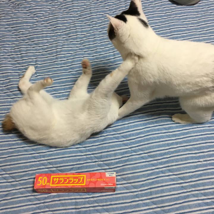 Abec7a03 7c4d 4a12 ab74 c8b559e08a1f