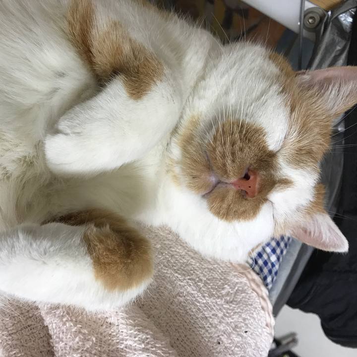 Abedc6bf 8cbb 472a 935d d01f82edb961