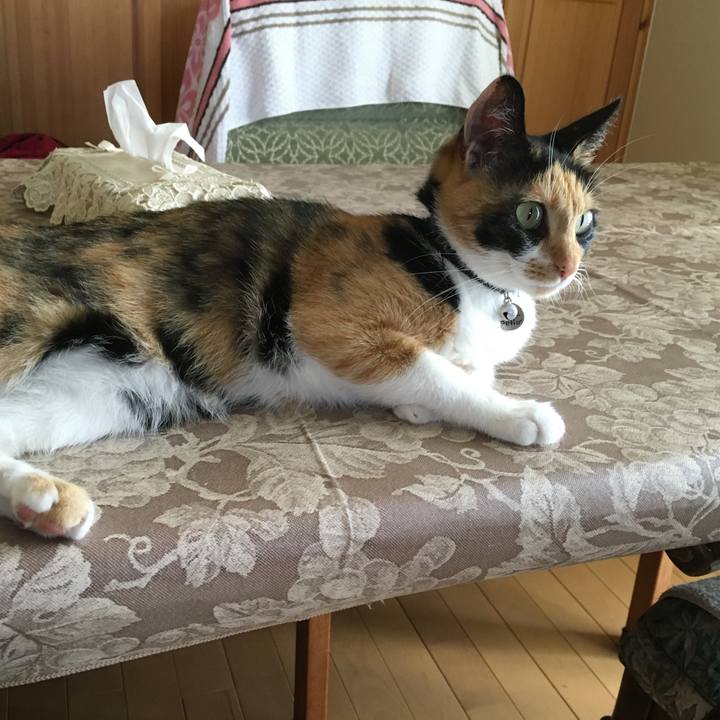 Abfef692 bf01 4135 abba c73614dc8449