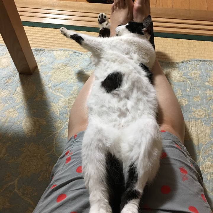 Ac05bdcc 4a36 474a a60a 265472b4c009