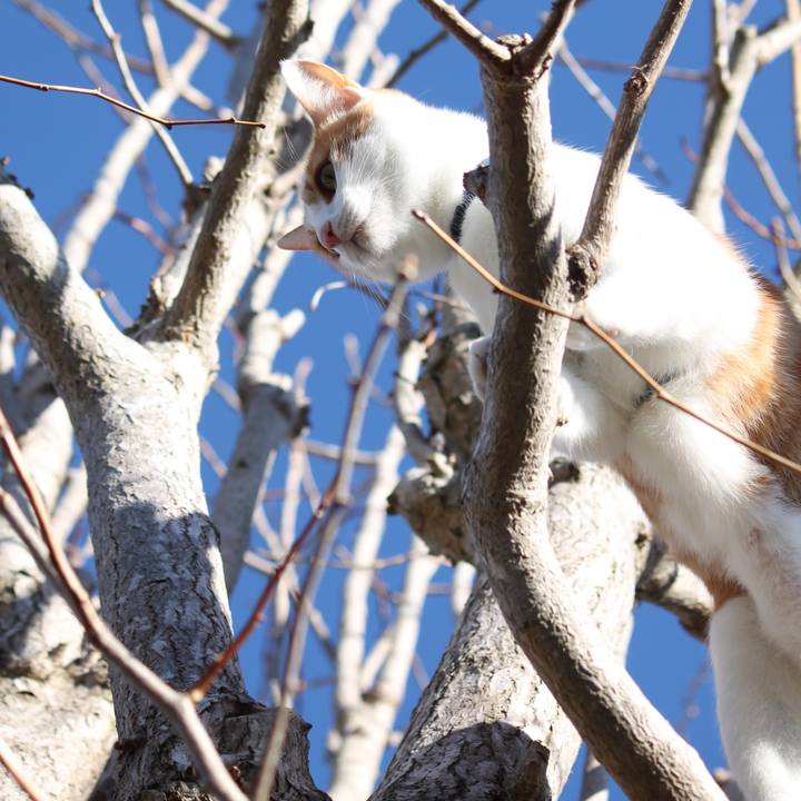 Ac0629ea 4f29 4811 a9ad cda5127d2887