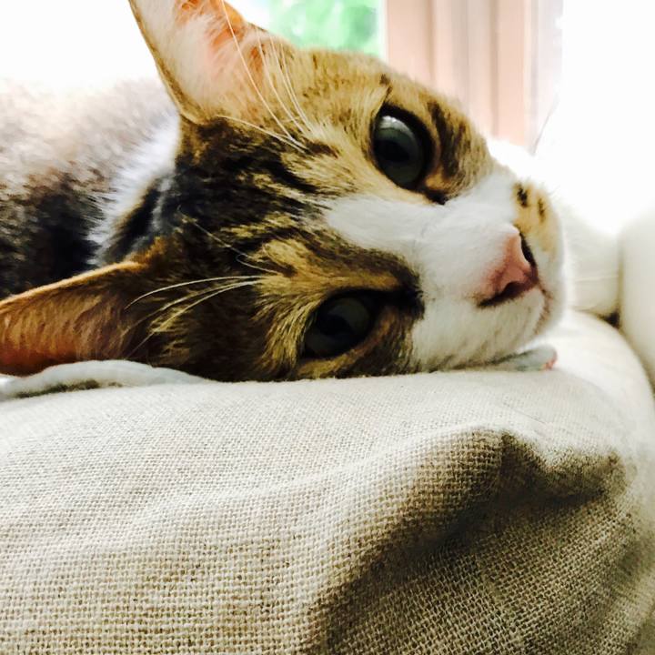 Ac07dac4 ef34 4d7a b516 86017f0ad4dd