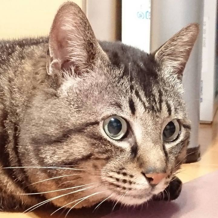 Ac0c1347 addb 4f5d bd08 271872844605