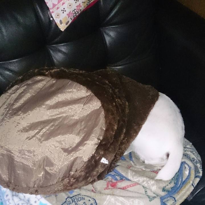 Ac0e7030 4477 4ae2 b4b5 8bb003c67cc7