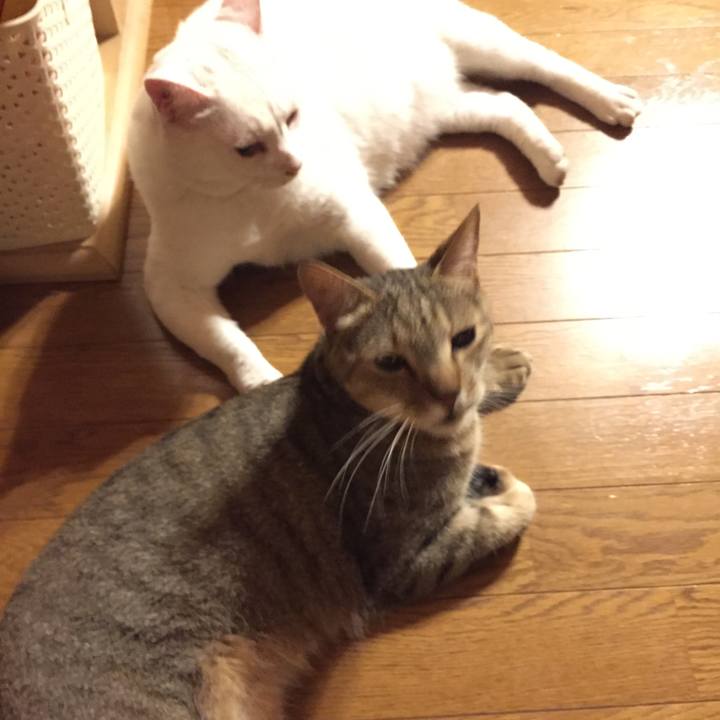 Ac172d5f f425 4043 8c2c 8c14d8ed489c