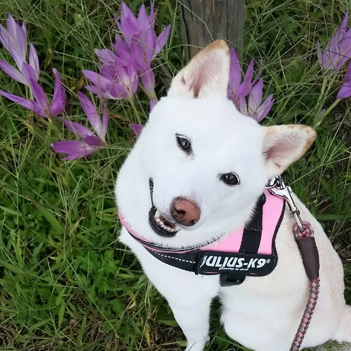 Ac1cca3a ac93 43a2 b3b8 940b142f20e2