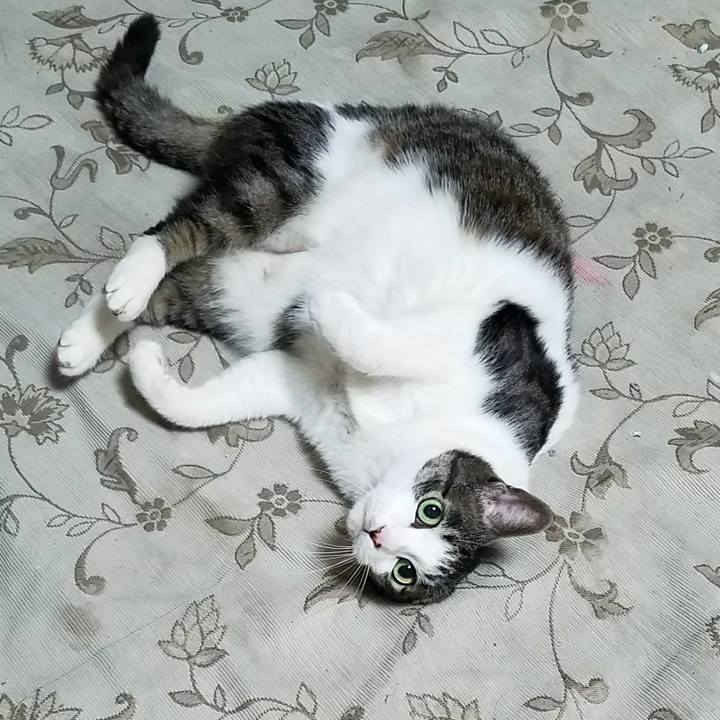 Ac2115ad fcd1 48b3 9733 d8e4b20f6205